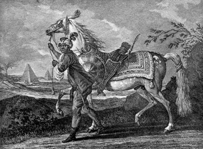 Turkish Arabian Horse, 1722-1938 by Unbekannt