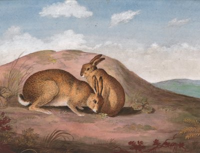Two Hares: On a Hillside by Unbekannt