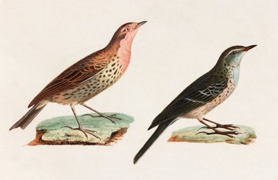 Two Colour Illustrations of Birds by Unbekannt
