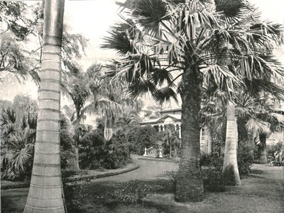 Typical Hawaiian yard, Honolulu, USA, 1895 by Unbekannt