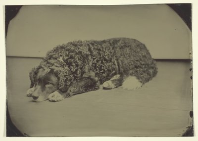 Untitled Dog, 1850-1899 by Unbekannt