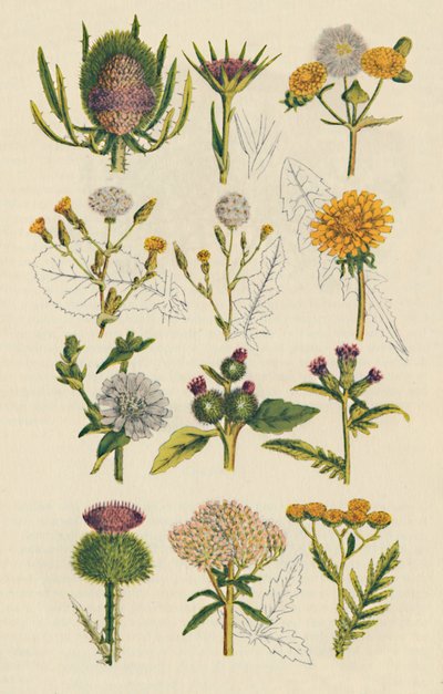 Varieties of British Wildflowers, 1947 by Unbekannt