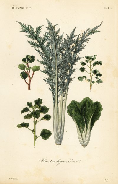 Vegetables by Unbekannt