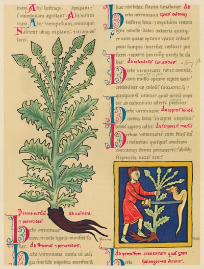 Verbena or Vervain by Unbekannt