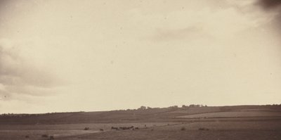 View of Fields with Cows by Unbekannt