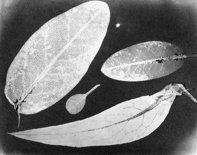 Water fixed photo Four leaves, summer 1839 by Unbekannt