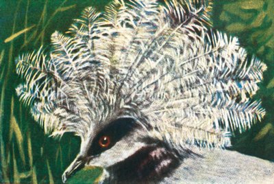 Western crowned pigeon by Unbekannt
