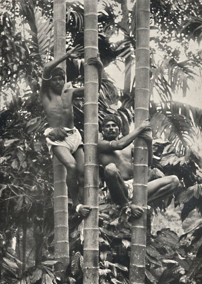 How Ceylonese climb coconut palms, 1926 by Unbekannt