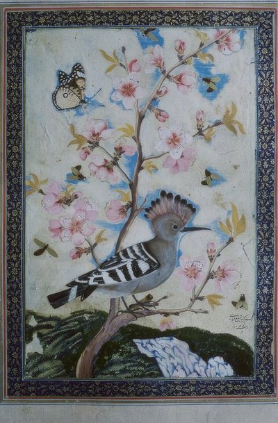Hoopoe / Indian Miniature by Unbekannt