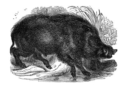 Wild Boar by Unbekannt