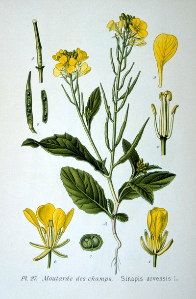 Wild Mustard by Unbekannt