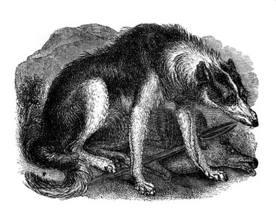 Wolf Dog, 1848 by Unbekannt