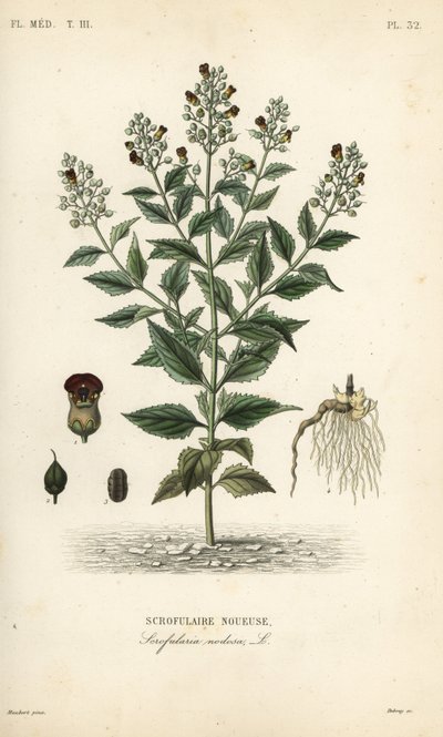 Woodland figwort by Unbekannt