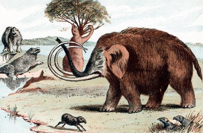 Woolly Mammoth Mammuthus, 1892 by Unbekannt