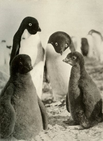 Young Adelie and Parents, c1908, 1909 by Unbekannt