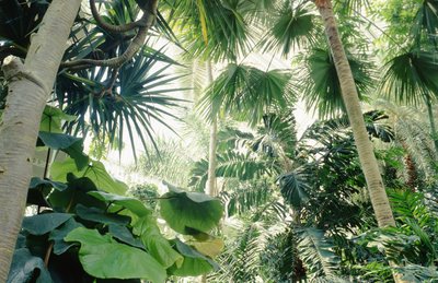 Interior view of Palm House by Unbekannt Unbekannt