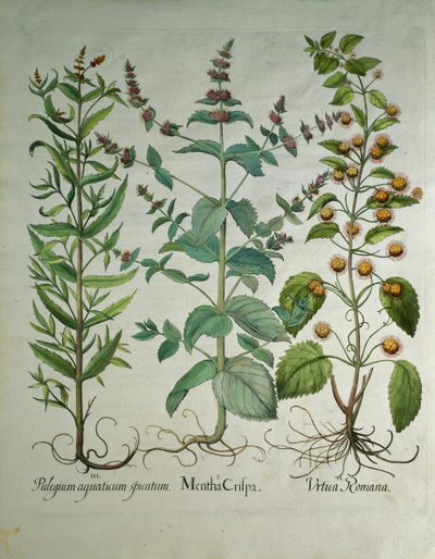Mint: Mentha crispa by Unbekannt Unbekannt