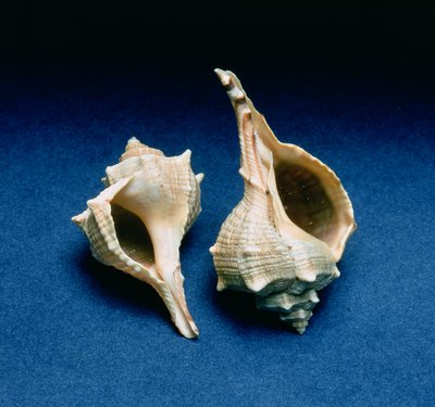 Murex shell by Unbekannt Unbekannt