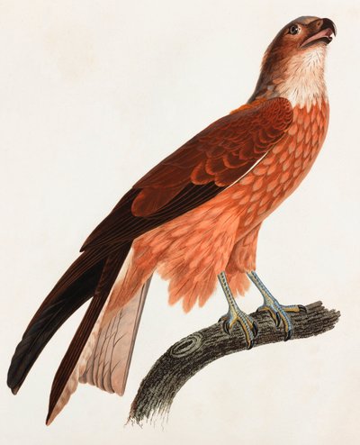 Brown Bird (color illustration) by Unbekannt