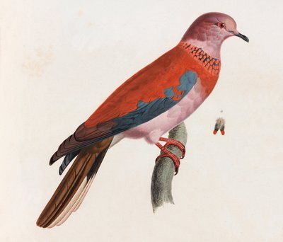 A Color Illustration of a Bird by Unbekannt