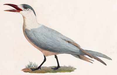 Bird (color illustration) by Unbekannt