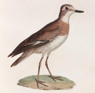 Bird (color illustration) by Unbekannt