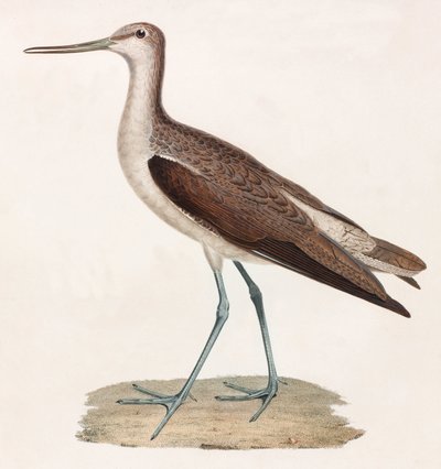 Bird (color illustration) by Unbekannt