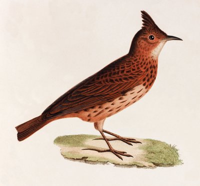 A Colour Illustration of a Bird by Unbekannt