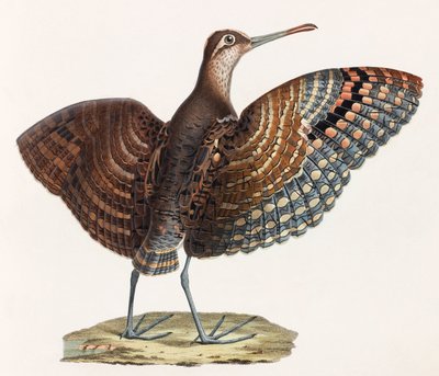 A Colour Illustration of a Bird by Unbekannt