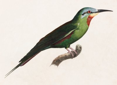 A Colour Illustration of a Green Bird by Unbekannt