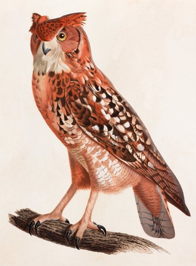 Owl (color illustration) by Unbekannt