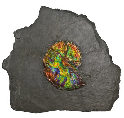 A large iridescent ammonite, from Canada by Unbekannt