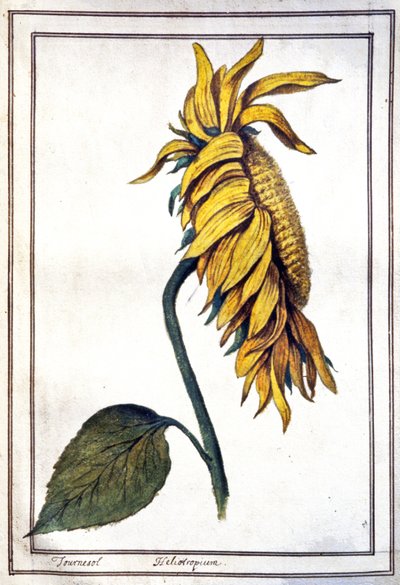 A Sunflower by Unbekannter Künstler