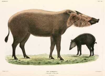 Adult and young bearded pig, Indonesia by Unbekannter Künstler