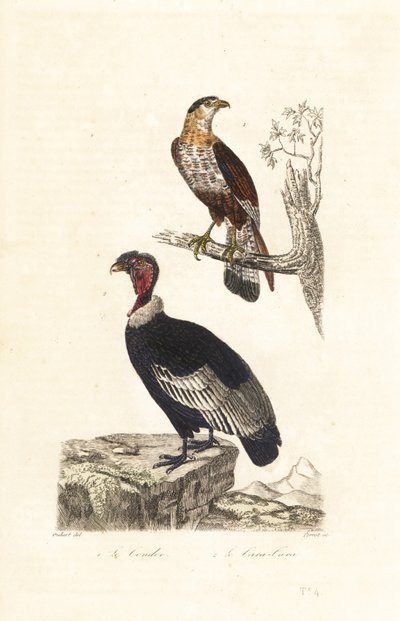 Andean condor and southern crested caracara by Unbekannter Künstler