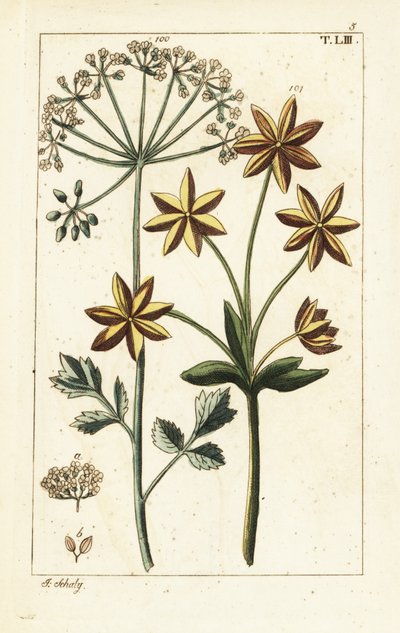 Anise or aniseed, Pimpinella anisum by Unbekannter Künstler