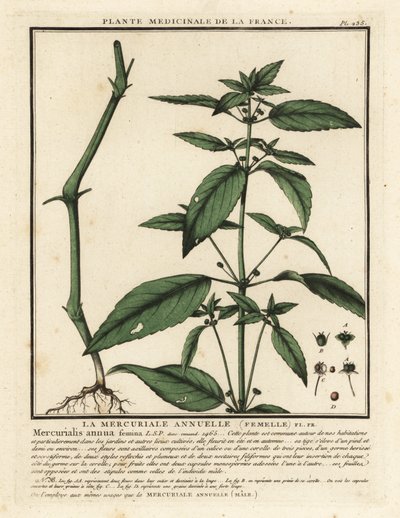 Annual mercury, Mercurialis annua by Unbekannter Künstler