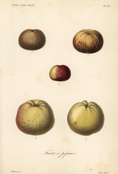 Apple Varieties by Unbekannt