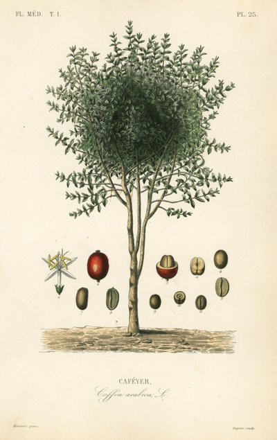 Arabian coffee tree, Coffea arabica, Cafeyer by Unbekannter Künstler