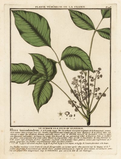 Atlantic poison oak, Toxicodendron pubescens by Unbekannter Künstler