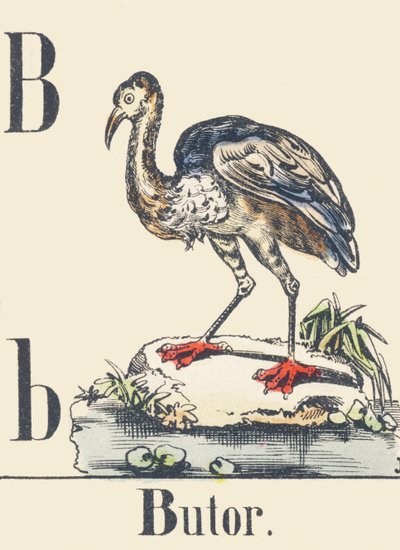Bittern, c1880-1900 by Unbekannter Künstler