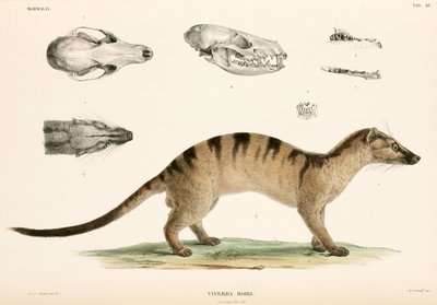 Banded Palm Civet, Indonesia by Unbekannter Künstler
