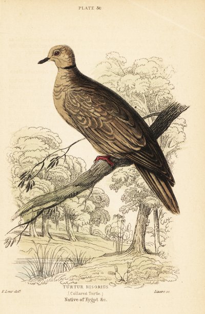 Barbary Dove by Unbekannter Künstler