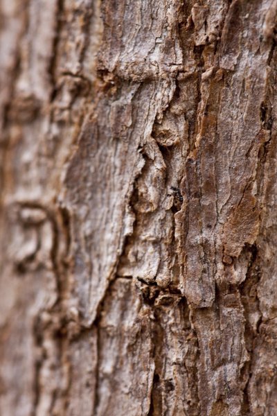 Bark II by Unbekannter Künstler