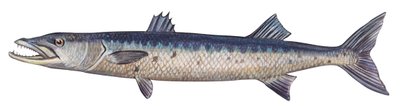 Great barracuda (Sphyraena barracuda) by Unbekannter Künstler