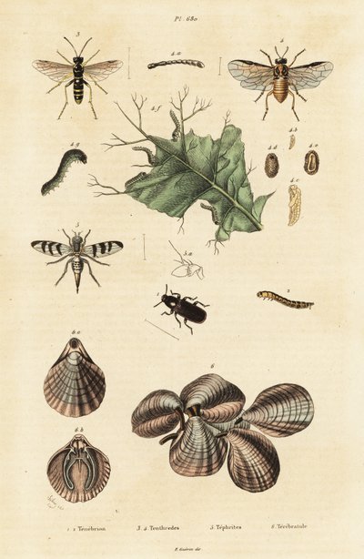 Beetle, sawfly and lamp shells by Unbekannter Künstler