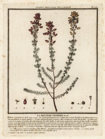 Bell heather, Erica cinerea by Unbekannter Künstler