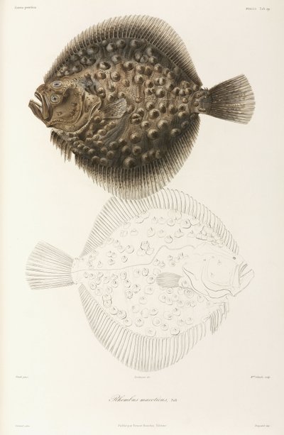 Black Sea turbot by Unbekannt