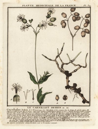 Bladder campion, Silene vulgaris by Unbekannter Künstler