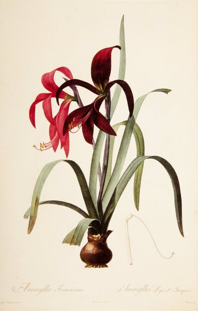 Botanical Illustration/Redoubt/Sprekelia formosissima/Saint James Lily/Jacobean Lily by William M. Timlin